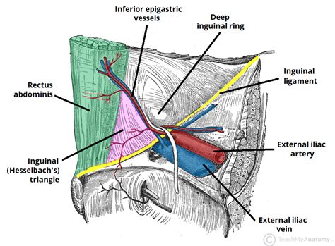 direct and indirect inguinal hernia anatomy